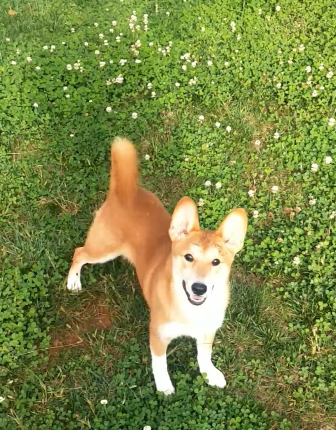 黄狗白面，纯种